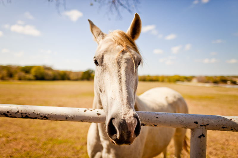 white oaks ranch wedding
