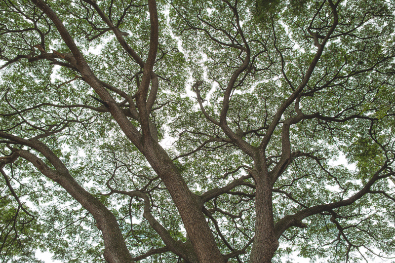 trees of india