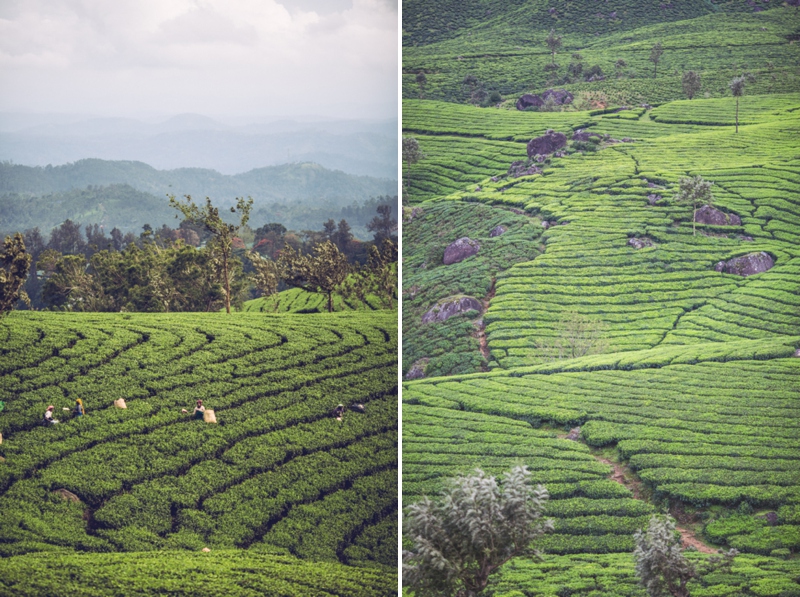 tea plantations munnar india
