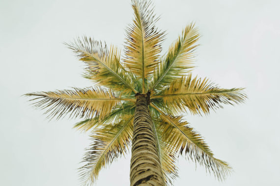 Mallori & Chad: Puerto Vallarta Wedding